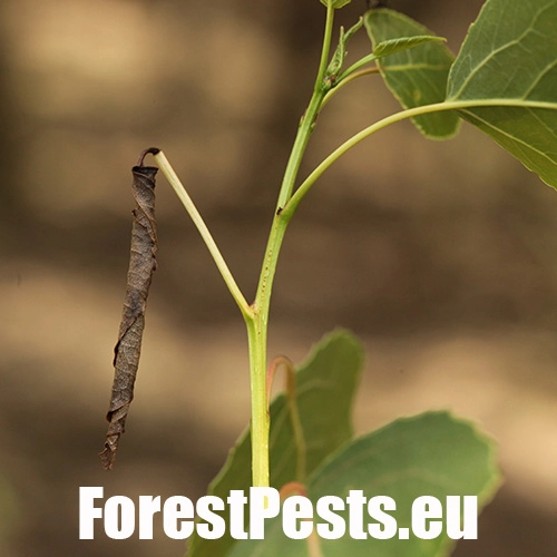 Nos&aacute;nik topoľov&yacute;