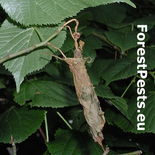 Nos&aacute;nik viničov&yacute;