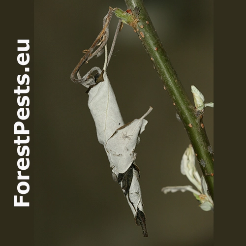 Nos&aacute;nik viničov&yacute;