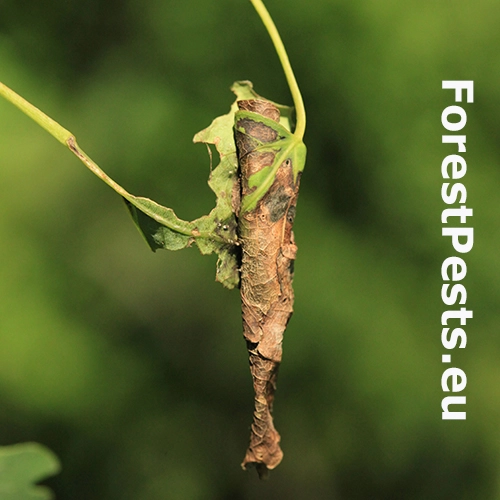 Nos&aacute;nik viničov&yacute;