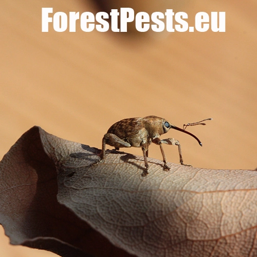 Nos&aacute;nik žaľuďov&yacute;