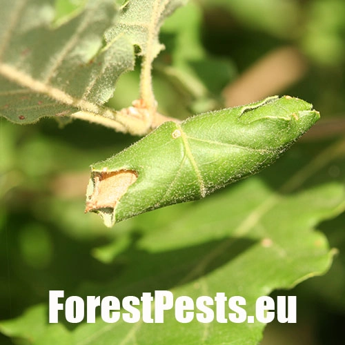 Obaľovač Archips xylosteana 