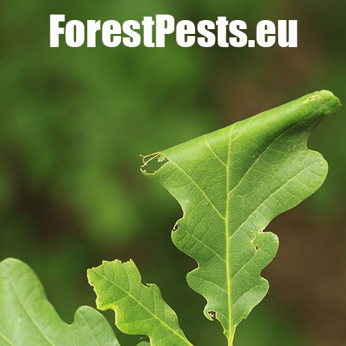 Obaľovač Archips xylosteana 