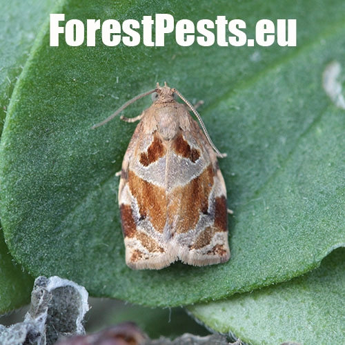 Obaľovač Archips xylosteana 