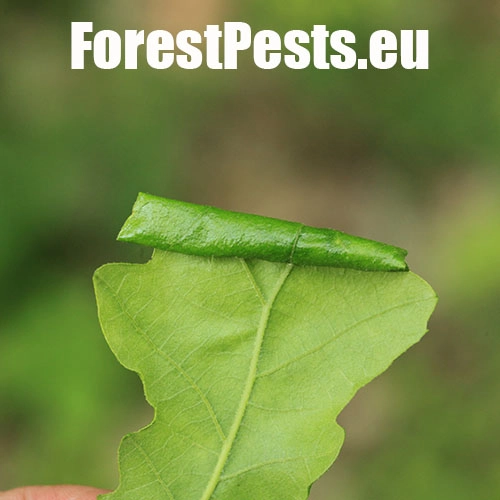 Obaľovač Archips xylosteana 