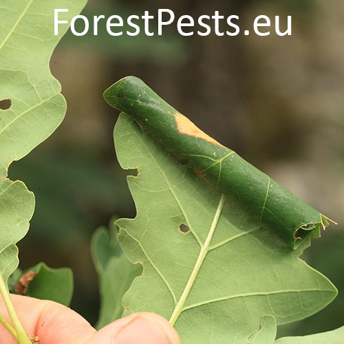 Obaľovač Archips xylosteana 