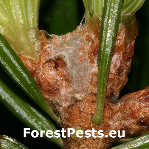 Obaľovač černast&yacute;