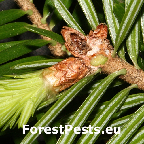 Obaľovač černast&yacute;