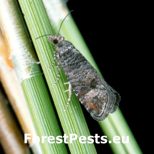Obaľovač Clavigesta sylvestrana