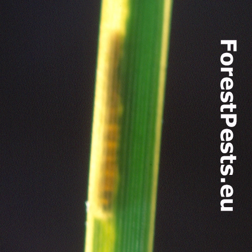 Obaľovač Clavigesta sylvestrana