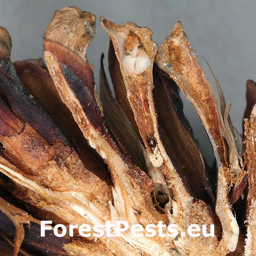 Obaľovač Cydia conicolana