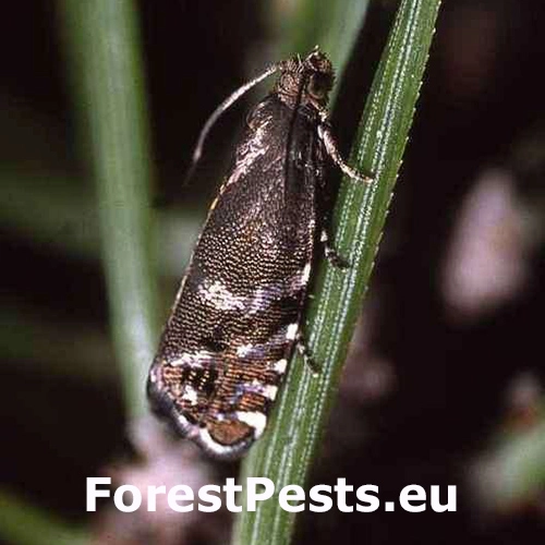 Obaľovač Cydia conicolana