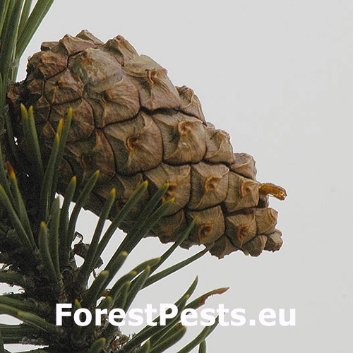 Obaľovač Cydia conicolana