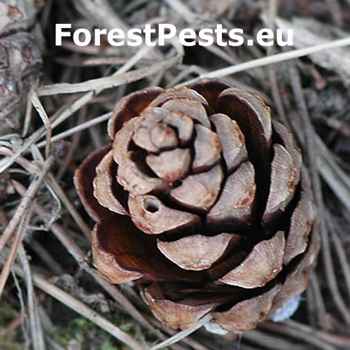 Obaľovač Cydia conicolana