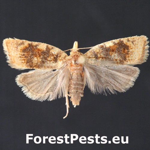 Obaľovač dubov&yacute;