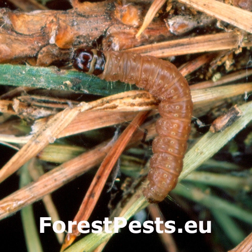 Obaľovač Lozotaeniodes cupressana