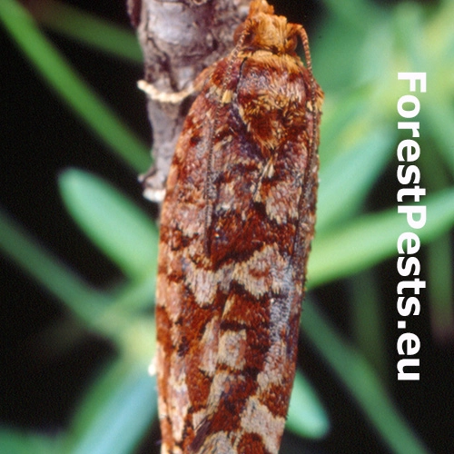 Obaľovač Lozotaeniodes cupressana