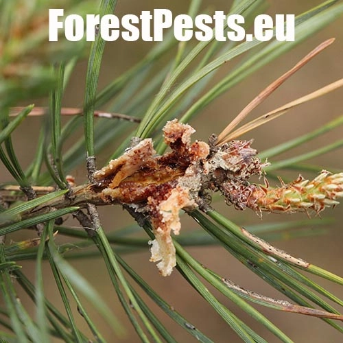 Obaľovač ml&aacute;dnikov&yacute;