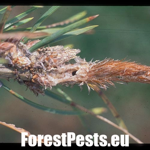 Obaľovač ml&aacute;dnikov&yacute;