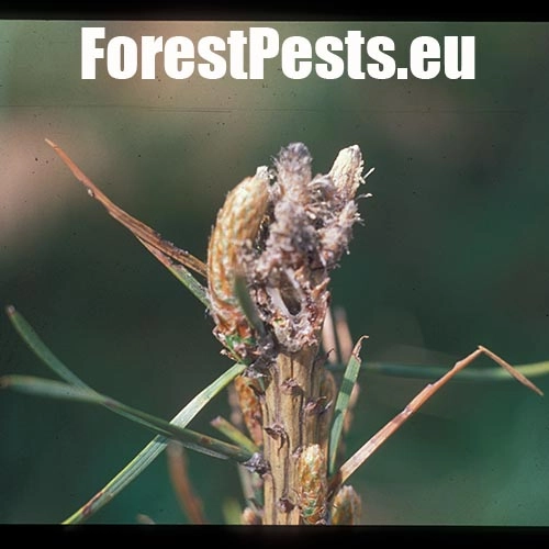 Obaľovač ml&aacute;dnikov&yacute;