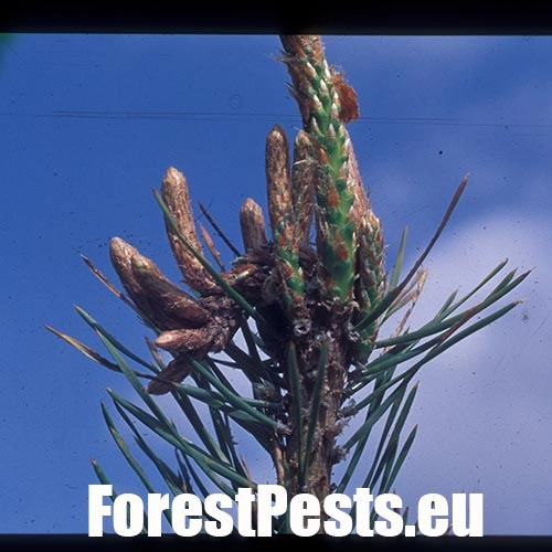 Obaľovač ml&aacute;dnikov&yacute;