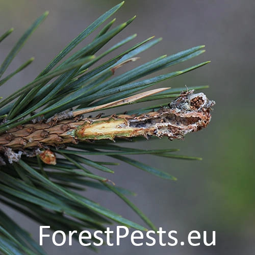 Obaľovač ml&aacute;dnikov&yacute;