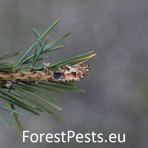 Obaľovač ml&aacute;dnikov&yacute;