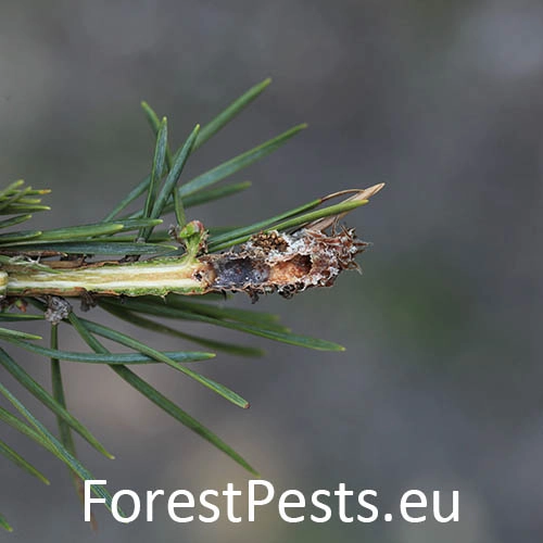 Obaľovač ml&aacute;dnikov&yacute;