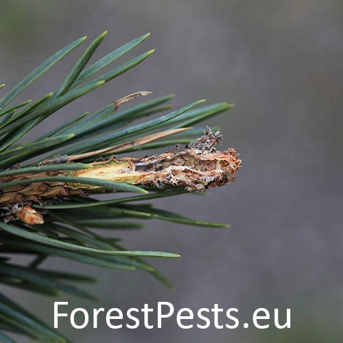 Obaľovač ml&aacute;dnikov&yacute;