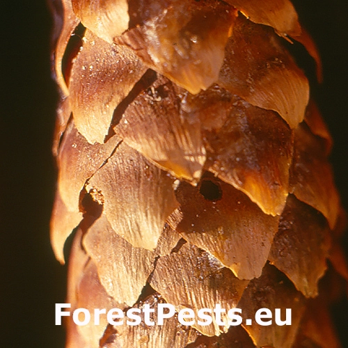 Obaľovač &scaron;i&scaron;kov&yacute;