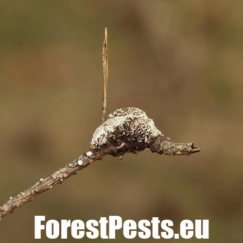 Obaľovač smolov&yacute;