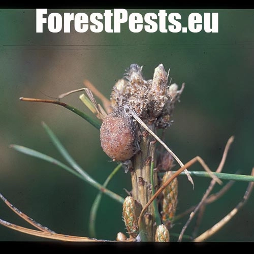 Obaľovač smolov&yacute;