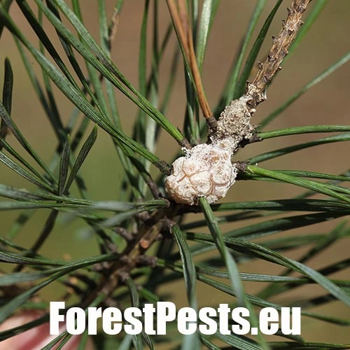 Obaľovač smolov&yacute;