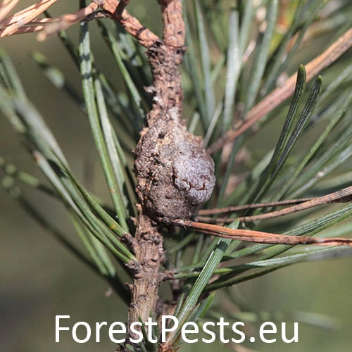 Obaľovač smolov&yacute;