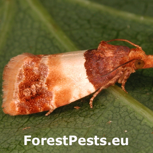 Obaľovač &uacute;hľadn&yacute;