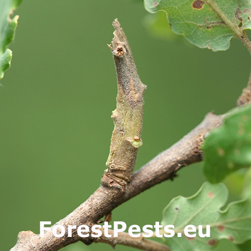 Obaľovač &uacute;hľadn&yacute;