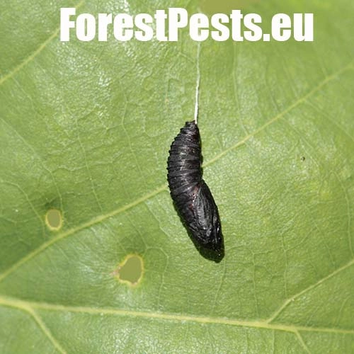 Obaľovač zelen&yacute;