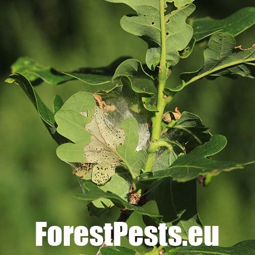 Obaľovač zelen&yacute;