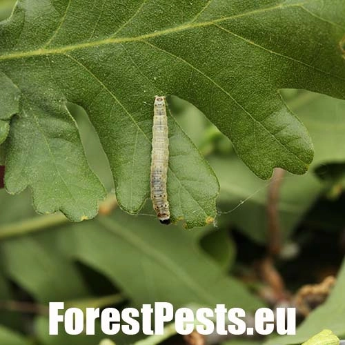 Obaľovač zelen&yacute;