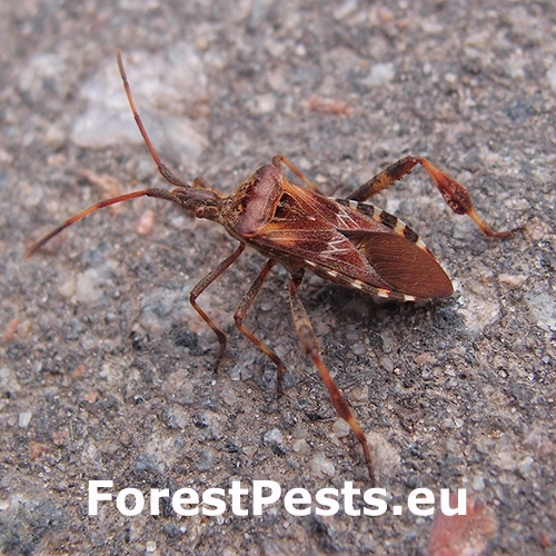 Obrubnica americk&aacute;