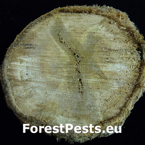 Odumieranie kmeňa Botryosphaeria dothidea