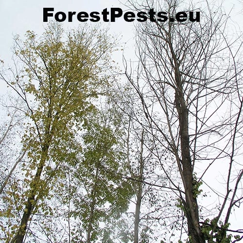 Ofiost&oacute;ma brestov&aacute;