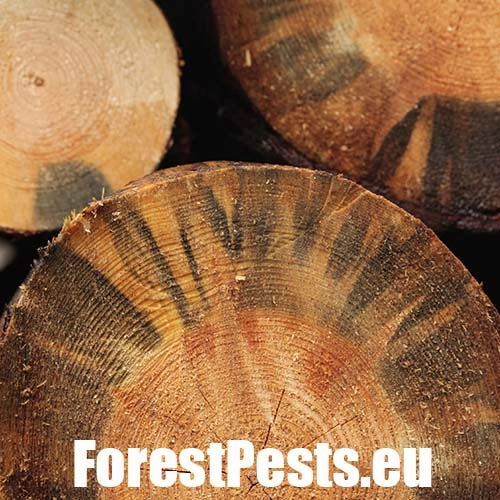 Ofiostoma smrekov&aacute;