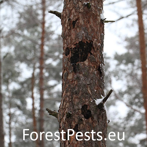 Ofiostoma smrekov&aacute;