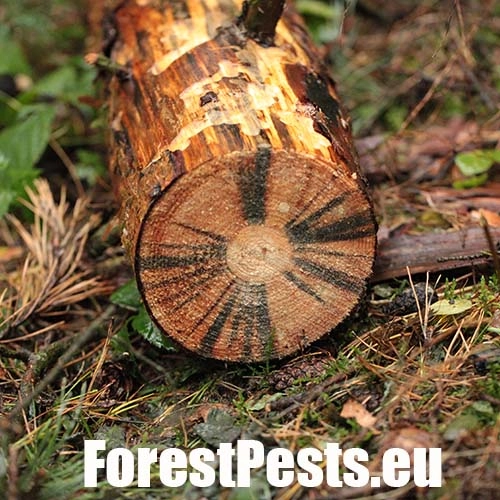 Ofiostoma smrekov&aacute;