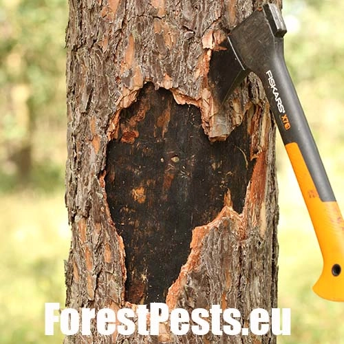 Ofiostoma smrekov&aacute;