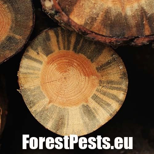 Ofiostoma smrekov&aacute;