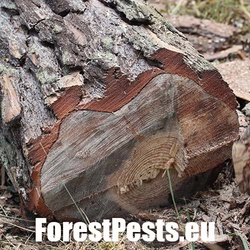 Ofiostoma smrekov&aacute;