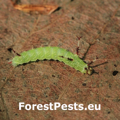 Ok&aacute;ň bukov&yacute;