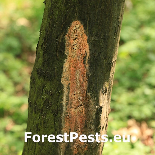 Oranžov&aacute; k&ocirc;ra